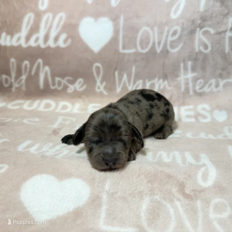 Alamo – Miniature Dachshund puppy for sale in Auburndale, FL