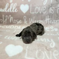 Alamo, a male Miniature Dachshund for sale in Auburndale, FL – 1 of 4