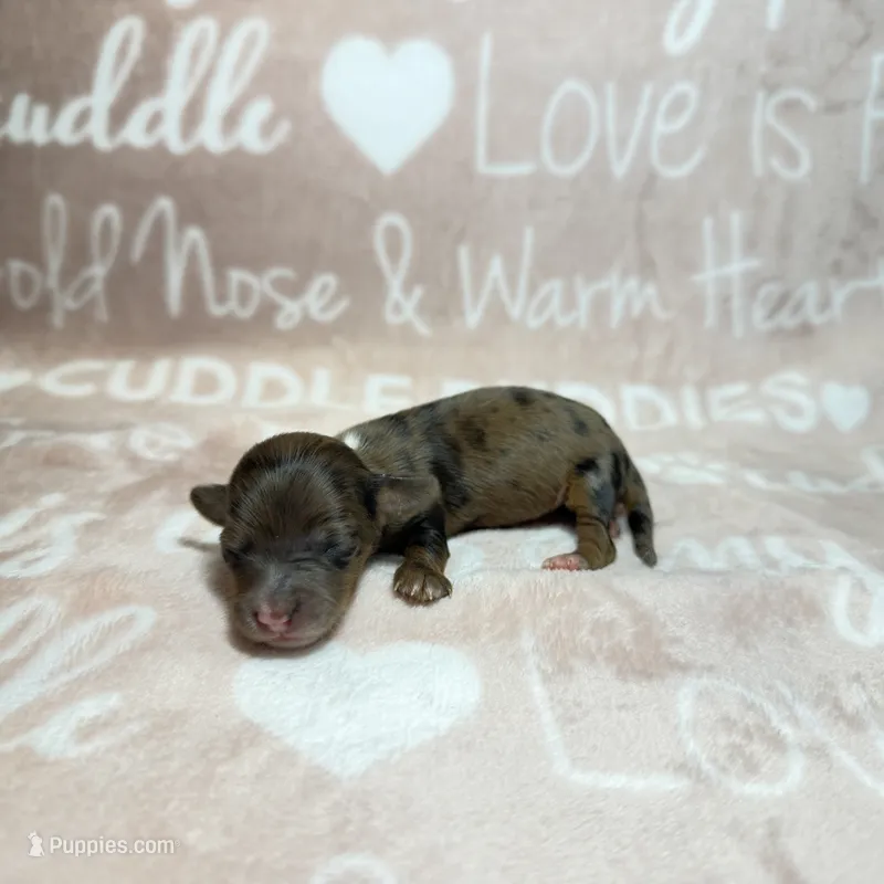 Rue – Miniature Dachshund puppy for sale in Auburndale, FL