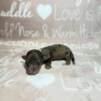 Rue, a female Miniature Dachshund for sale in Auburndale, FL – 1 of 2