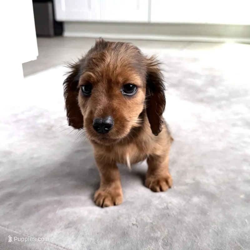 Fez – Miniature Dachshund puppy for sale in Auburndale, FL