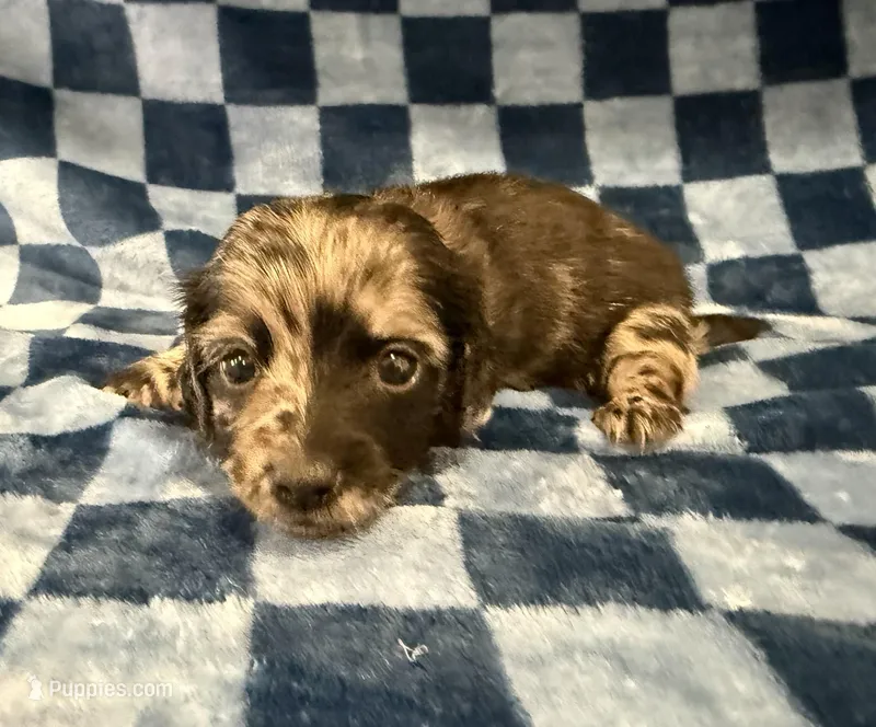 Christine – Miniature Dachshund puppy for sale in Auburndale, FL