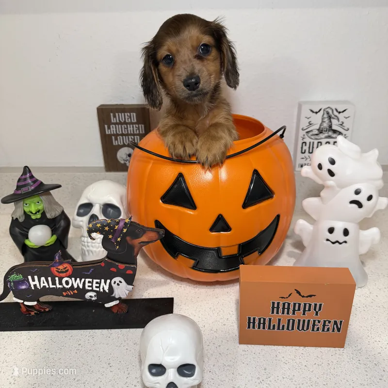 Ash – Miniature Dachshund puppy for sale in Auburndale, FL
