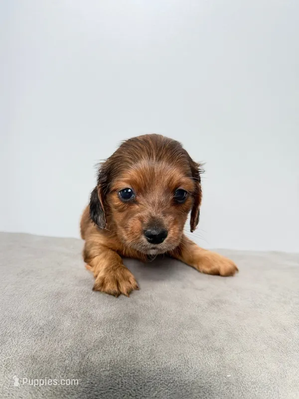 Ash – Miniature Dachshund puppy for sale in Auburndale, FL