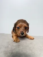 Ash, a male Miniature Dachshund for sale in Auburndale, FL – 1 of 7