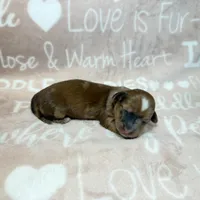 Nate, a male Miniature Dachshund for sale in Auburndale, FL – 4 of 4