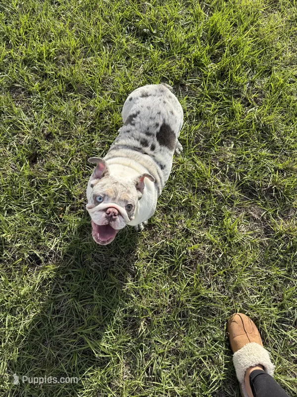 Annabelle – English Bulldog puppy for sale in Auburndale, FL