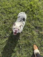Annabelle, a female English Bulldog for sale in Auburndale, FL – Photo 1 of 4