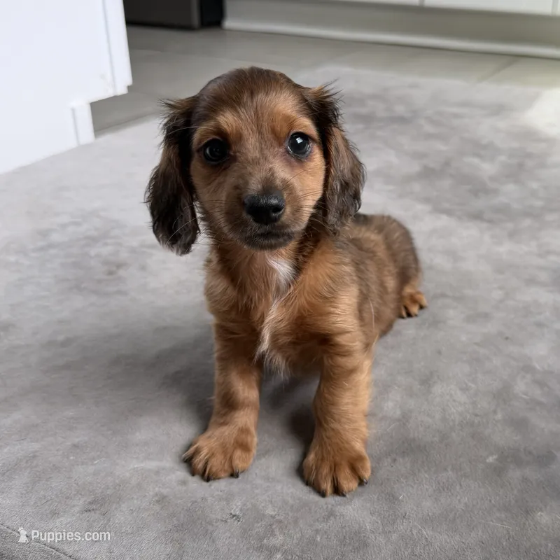 Ash – Miniature Dachshund puppy for sale in Auburndale, FL