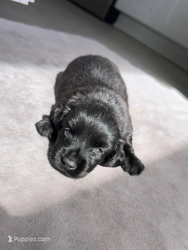 Jack – Miniature Dachshund puppy for sale in Auburndale, FL