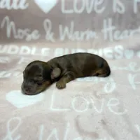 Ash, a male Miniature Dachshund for sale in Auburndale, FL – 2 of 4