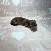 Ash, a male Miniature Dachshund for sale in Auburndale, FL – 1 of 4