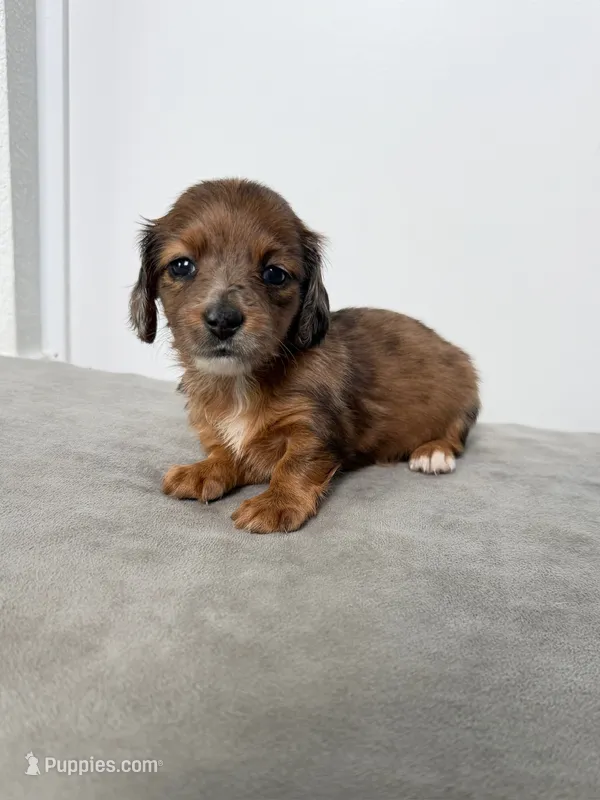 Rue – Miniature Dachshund puppy for sale in Auburndale, FL