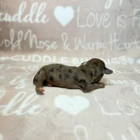 Rue, a female Miniature Dachshund for sale in Auburndale, FL – 2 of 2