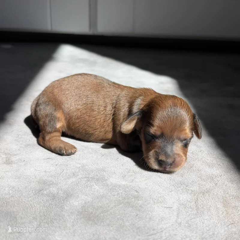 Enid – Miniature Dachshund puppy for sale in Auburndale, FL