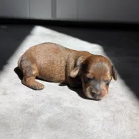 Enid, a female Miniature Dachshund for sale in Auburndale, FL – 1 of 1