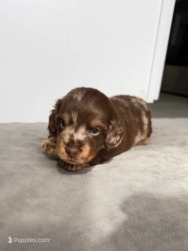 Art – Miniature Dachshund puppy for sale in Auburndale, FL