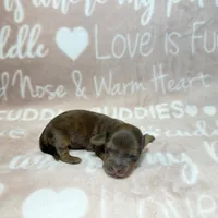Ash, a male Miniature Dachshund for sale in Auburndale, FL – 4 of 4