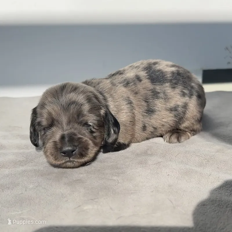 Alamo – Miniature Dachshund puppy for sale in Auburndale, FL