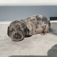 Alamo, a male Miniature Dachshund for sale in Auburndale, FL – 3 of 6