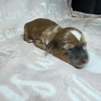 Nate, a male Miniature Dachshund for sale in Auburndale, FL – 3 of 4