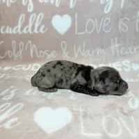 Alamo, a male Miniature Dachshund for sale in Auburndale, FL – 3 of 4