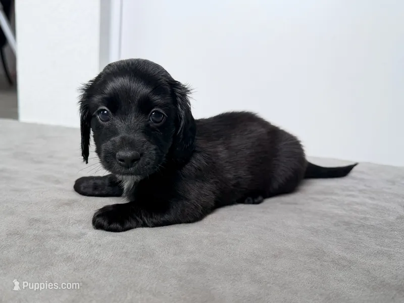 Maddy – Miniature Dachshund puppy for sale in Auburndale, FL