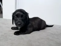 Maddy, a female Miniature Dachshund for sale in Auburndale, FL – 1 of 7