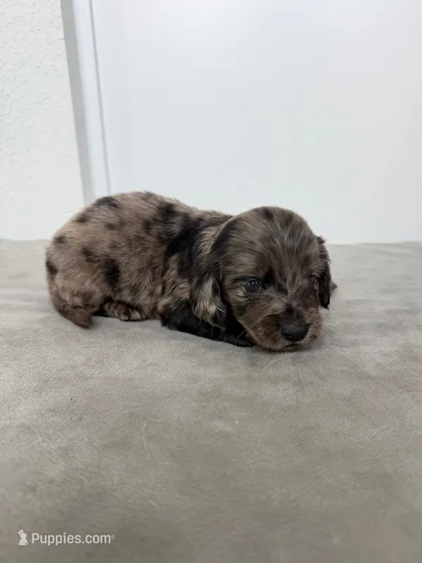 Alamo – Miniature Dachshund puppy for sale in Auburndale, FL