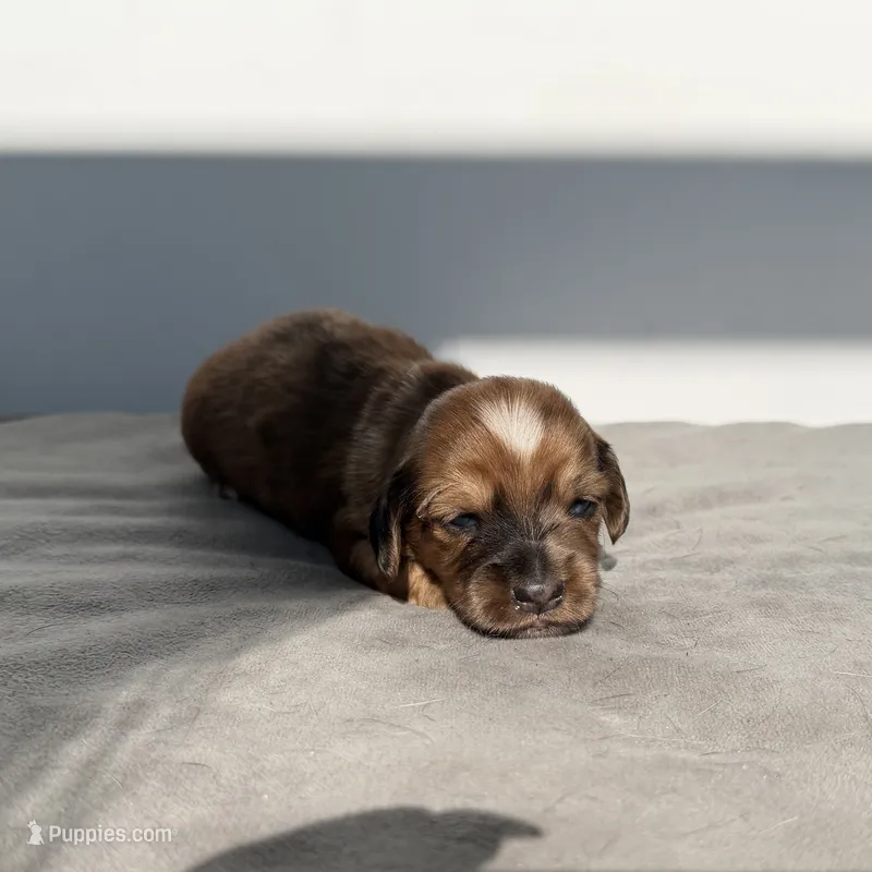 Nate – Miniature Dachshund puppy for sale in Auburndale, FL