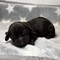 Drew, a male Miniature Dachshund for sale in Auburndale, FL – Photo 5 of 5