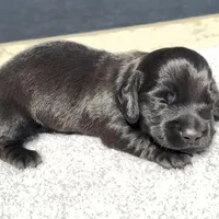 Drew, a male Miniature Dachshund for sale in Auburndale, FL – Photo 3 of 5