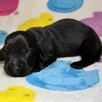 Drew, a male Miniature Dachshund for sale in Auburndale, FL – Photo 4 of 5