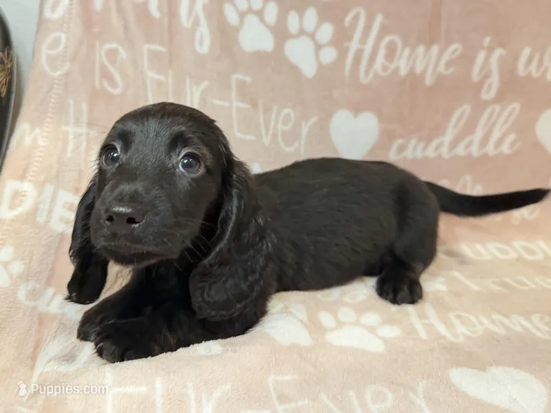 Drew – Miniature Dachshund puppy for sale in Auburndale, FL