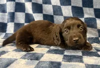 Drew, a male Miniature Dachshund for sale in Auburndale, FL – Photo 2 of 5