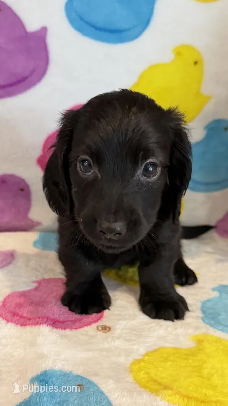 Drew – Miniature Dachshund puppy for sale in Auburndale, FL