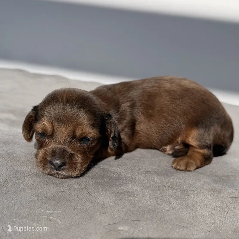 Ash – Miniature Dachshund puppy for sale in Auburndale, FL
