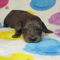 Draco, a male Miniature Dachshund for sale in Auburndale, FL – Photo 4 of 5