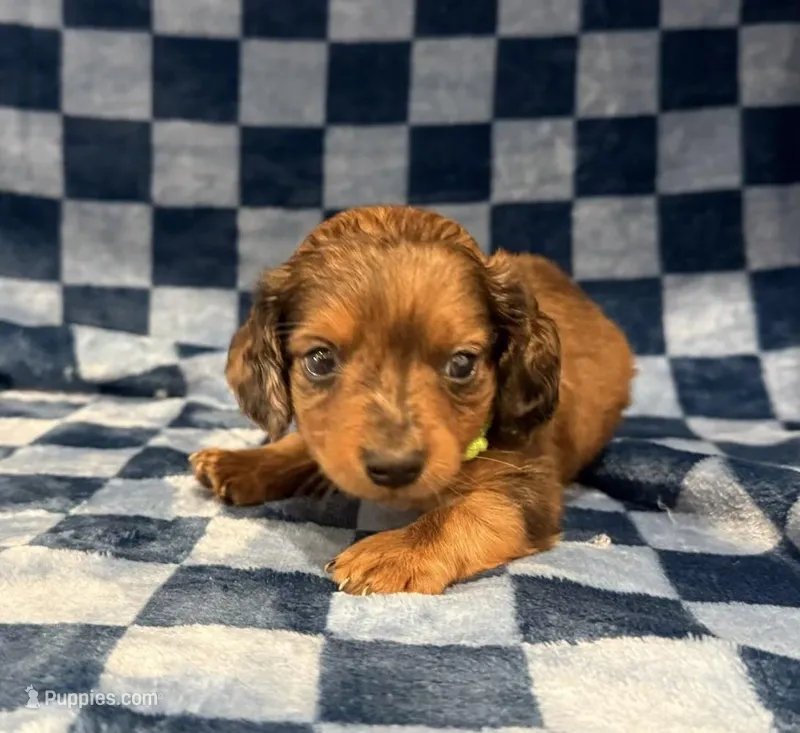 Draco – Miniature Dachshund puppy for sale in Auburndale, FL