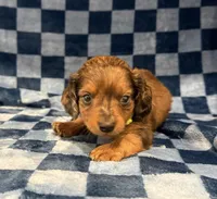 Draco, a male Miniature Dachshund for sale in Auburndale, FL – Photo 2 of 5