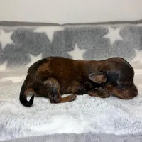 Draco, a male Miniature Dachshund for sale in Auburndale, FL – Photo 5 of 5