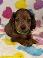 Draco, a male Miniature Dachshund for sale in Auburndale, FL – Photo 1 of 5