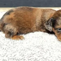 Draco, a male Miniature Dachshund for sale in Auburndale, FL – Photo 3 of 5