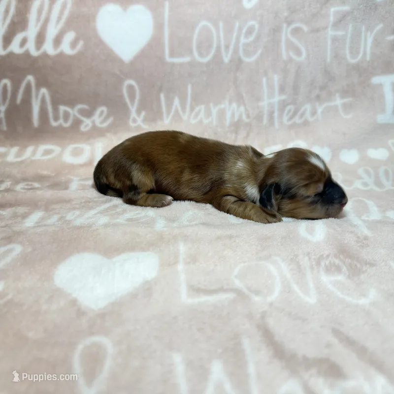 Nate – Miniature Dachshund puppy for sale in Auburndale, FL