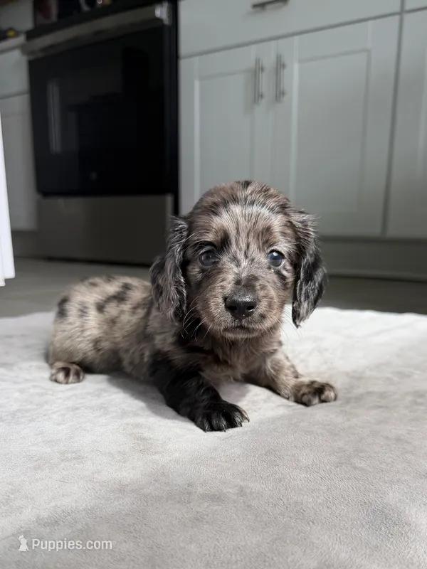 Alamo – Miniature Dachshund puppy for sale in Auburndale, FL