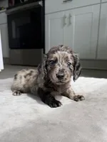 Alamo, a male Miniature Dachshund for sale in Auburndale, FL – 1 of 6