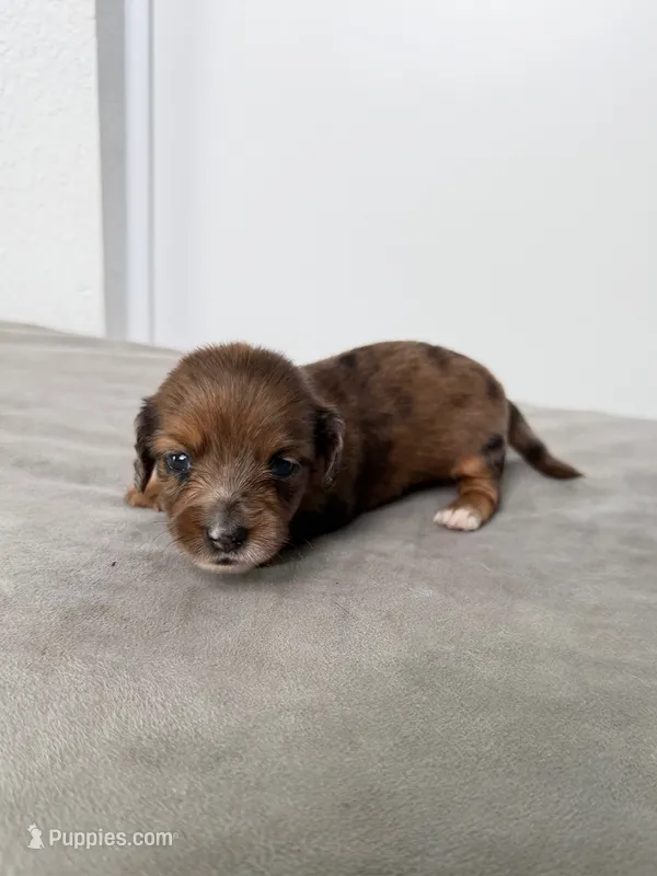 Rue – Miniature Dachshund puppy for sale in Auburndale, FL