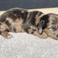 Lorraine, a female Miniature Dachshund for sale in Auburndale, FL – Photo 2 of 4