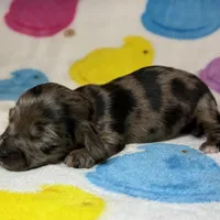 Lorraine, a female Miniature Dachshund for sale in Auburndale, FL – Photo 3 of 4