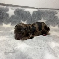 Lorraine, a female Miniature Dachshund for sale in Auburndale, FL – Photo 4 of 4